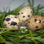 перепелиные яйца, правильное питание